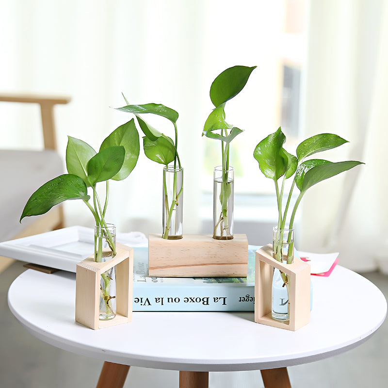 Glass Propagation Vases on Wooden Stand